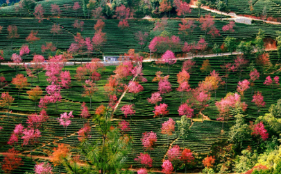 無量山櫻花谷有住宿嗎 大理到無量山櫻花谷有多遠(yuǎn)